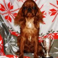 RAISING STAR BARBI RAISING STAR BARBI