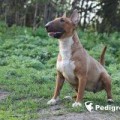TIGERBULL HOZIAJKA MEDNOJ GORY TIGERBULL HOZIAJKA MEDNOJ GORY