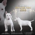 BULLTER EGO ZBS
