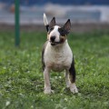 TRISTIBULL DAKOTA TRISTIBULL DAKOTA