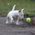 TRISTIXBULL NALIVKA TRISTIXBULL NALIVKA
