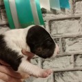 TRISTIBULL OGON TRISTIBULL OGON