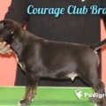COURAGE CLUB BRANDY COURAGE CLUB BRANDY