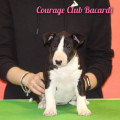 COURAGE CLUB BACARDI COURAGE CLUB BACARDI