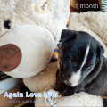 AGAIN LOVE HITS AGAIN LOVE HITS