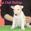 COURAGE CLUB BAILEYS COURAGE CLUB BAILEYS
