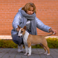 SHIK MODERN ASTA LA VISTA SHIK MODERN ASTA LA VISTA