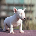TRISTIXBULL SNEZHOK TRISTIXBULL SNEZHOK