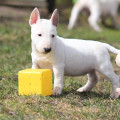 TRISTIXBULL SMUZI TRISTIXBULL SMUZI