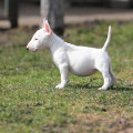 TRISTIXBULL SMETANKA TRISTIXBULL SMETANKA