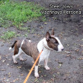 STEEL JOWS VAZHNAYA PERSONA VERONIKA STEEL JOWS VAZHNAYA PERSONA VERONIKA