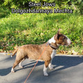 STEEL JOWS DOLGOZHDANNAYA MECHTA STEEL JOWS DOLGOZHDANNAYA MECHTA