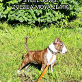 STEEL JOWS ZVEZDA MOYA ZLATA STEEL JOWS ZVEZDA MOYA ZLATA