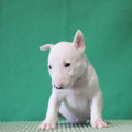 TRISTIBULL FUMICO TRISTIBULL FUMICO