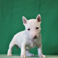 TRISTIXBULL FRANCHISE TRISTIXBULL FRANCHISE