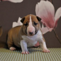 TRISTIXBULL TSILYA TRISTIXBULL TSILYA
