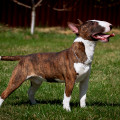 ONYX OT VLADLEI ARISH