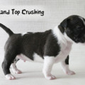 LANCER LAND TOP CRUSHING LANCER LAND TOP CRUSHING