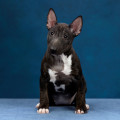 OMSTAR BULL NARNIA