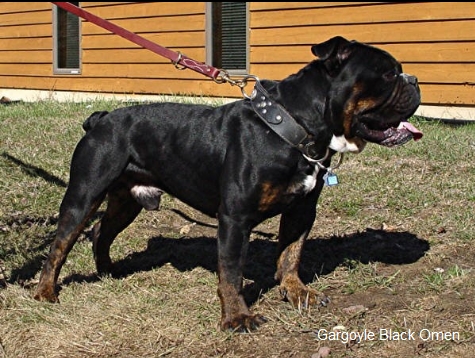 Gargoyle kennels hotsell