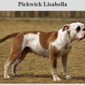 PICKWICK LISABELLA2