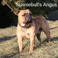 SUNNIEBULL'S ANGUS