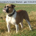 SUNNIEBULL'S COOPER SHERLOCK