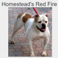 HOMESTEAD'S RED FIRE