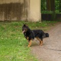 ASLAN CESKY RUBIN ASLAN CESKY RUBIN