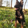 BAILEY CESKY RUBIN BAILEY CESKY RUBIN
