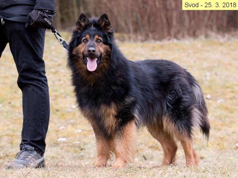 Ходская овчарка. Богемская овчарка. Ходская собака фото. Bohemian Shepherd Dog.