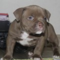 DIAMOND BULLY JENEVA FOR INSPIRES RESPECT DIAMOND BULLY JENEVA FOR INSPIRES RESPECT