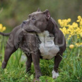CH BOSSBULLYS ALPHA