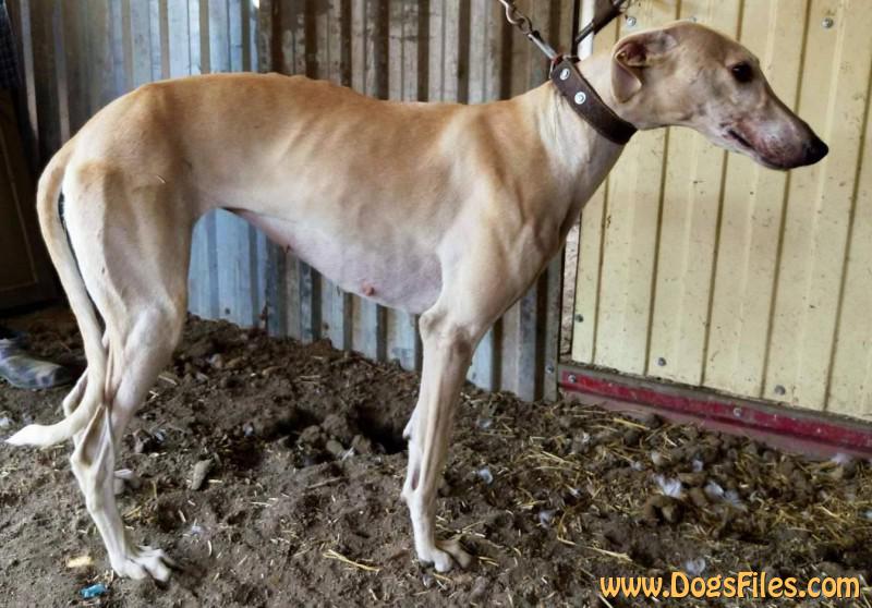 DZHINA " База собак Хортая Борзая