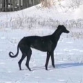 CHIPRANA S ZASECHNOI CHERTI CHIPRANA S ZASECHNOI CHERTI