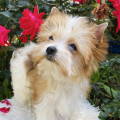 PETIT BIJOU EMPRESS EKATERINA THE GREAT