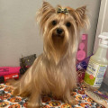 VIP DAZZLING LITTLE STAR WHISKEY