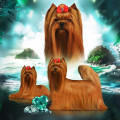VIP DAZZLING LITTLE STAR LEGATO VIP DAZZLING LITTLE STAR LEGATO
