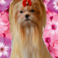 VIP DAZZLING LITTLE STAR MAXINE
