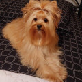 VIP DAZZLING LITTLE STAR OLIVER