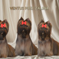 VENTUS PUER ZALINA