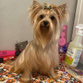 VIP DAZZLING LITTLE STAR WHISKEY