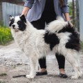 RUNDOGS CHERNII BRILLIANT