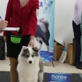 RUNDOGS NEPREVZOIDENNAYA ZVEZDA