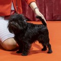 GEORG BLACK DIAMOND IZ DOMA KUNETS
