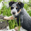 DINGOSTAR ESMERALDA