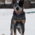 DINGOSTAR FAMA CLAMOSA