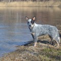 DINGOSTAR FIRST LOVE