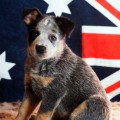 DINGOSTAR FELICITY LASS