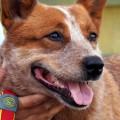 DINGOSTAR GOLDEN BEAUTY
